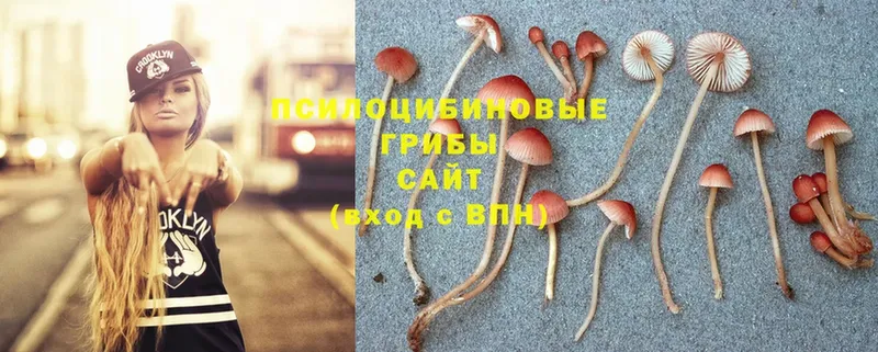 Галлюциногенные грибы Cubensis  Ижевск 